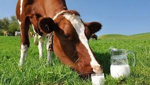 На возмещение части затрат по содержанию маточного поголовья крупного рогатого скота молочного направления.